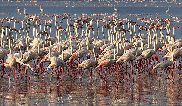 Flamingos - lake burunge