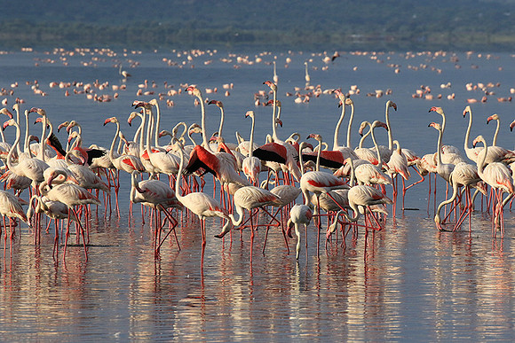 Flamingos - lake burunge