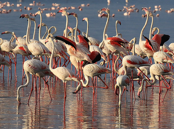 Flamingos - lake burunge