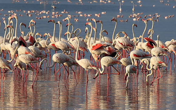 Flamingos - lake burunge