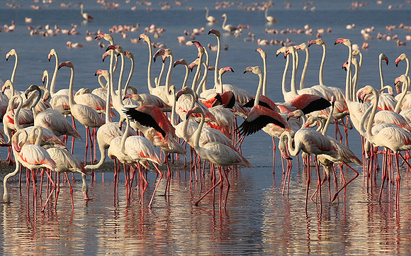 Flamingos - lake burunge