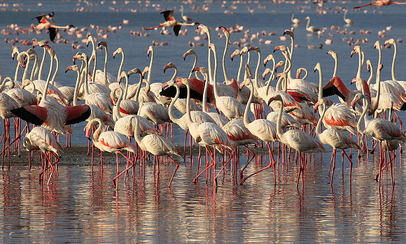 Flamingos - lake burunge