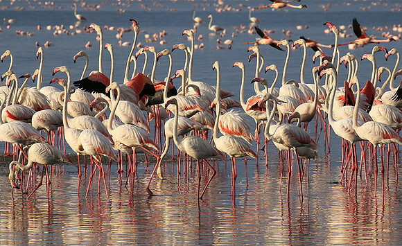Flamingos - lake burunge