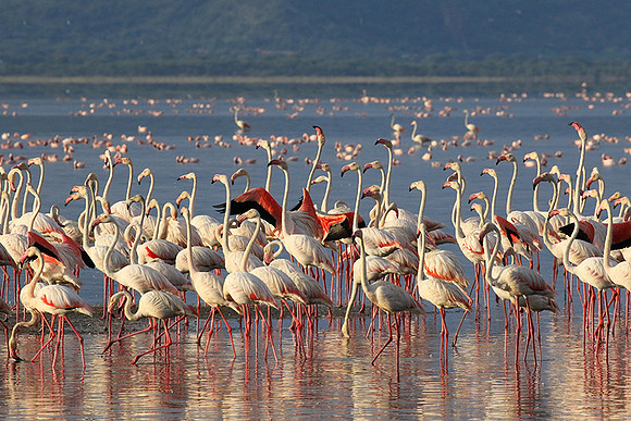 Flamingos - lake burunge