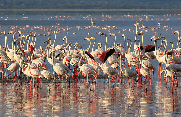Flamingos - lake burunge