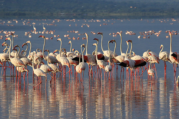 Flamingos - lake burunge