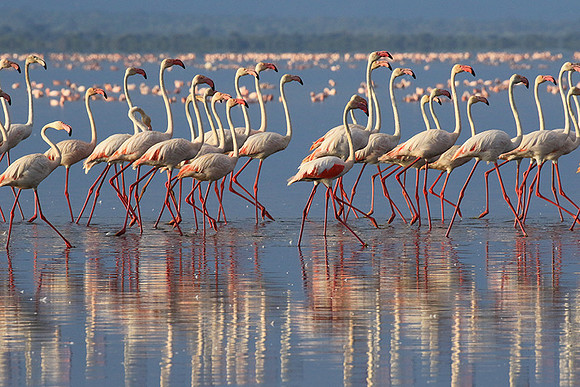 Flamingos - lake burunge