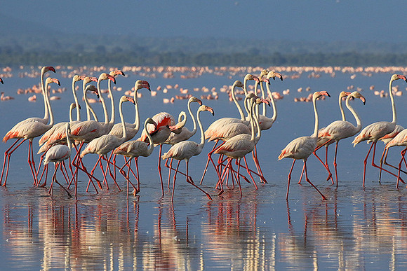 Flamingos - lake burunge