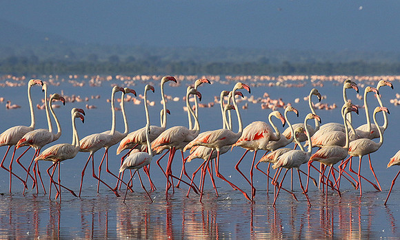 Flamingos - lake burunge