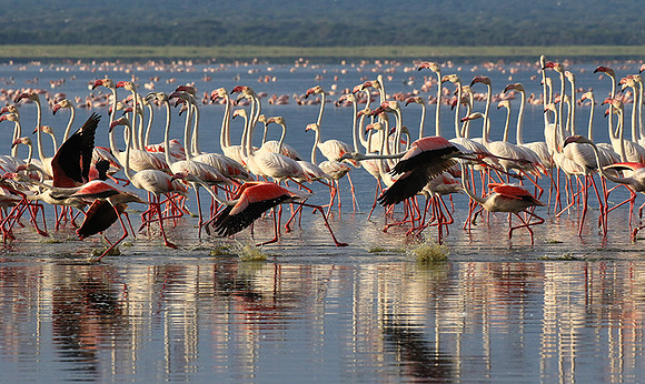 Flamingos - lake burunge