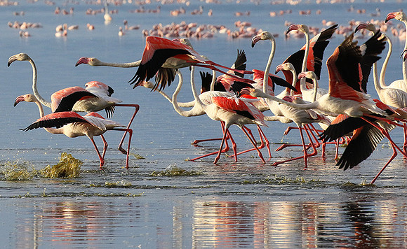 Flamingos - lake burunge