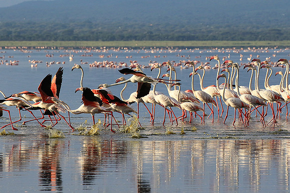 Flamingos - lake burunge