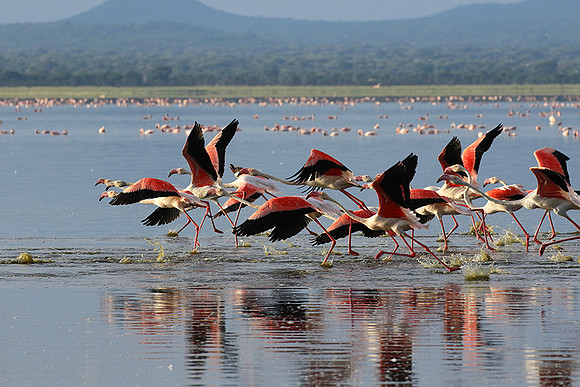 Flamingos - lake burunge