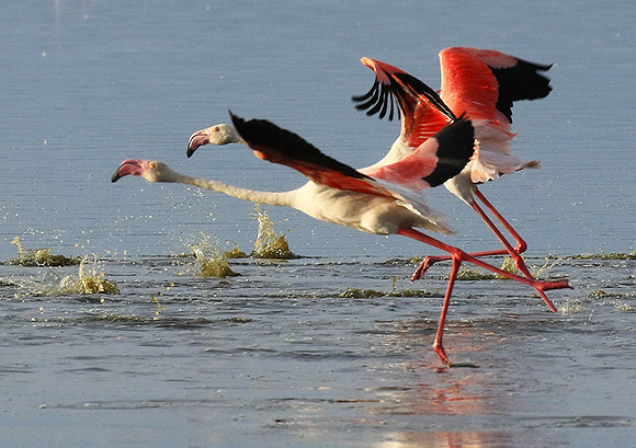 Flamingos - lake burunge
