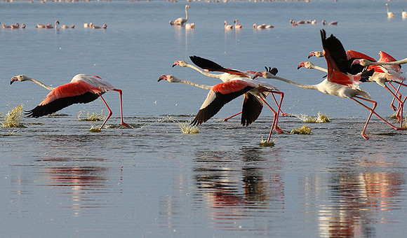 Flamingos - lake burunge