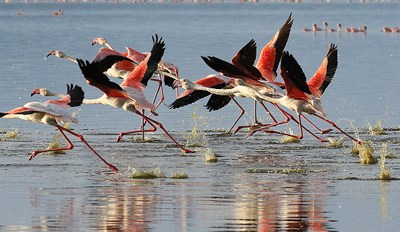Flamingos - lake burunge