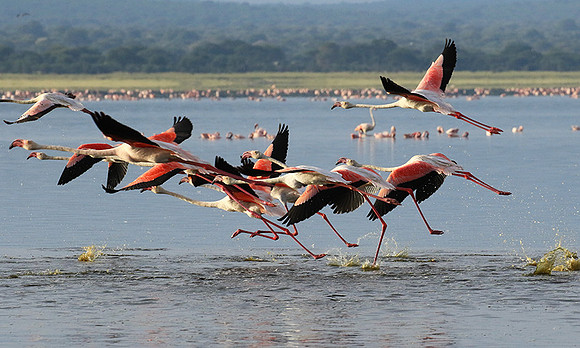 Flamingos - lake burunge