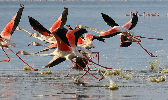 Flamingos - lake burunge