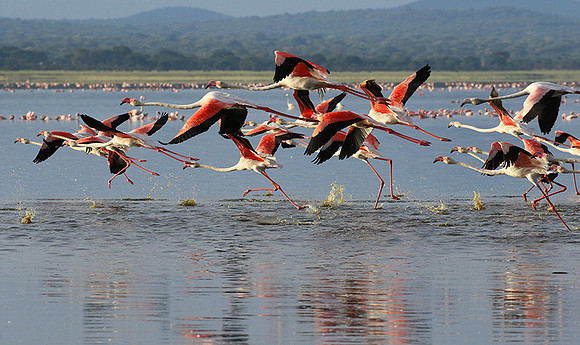 Flamingos - lake burunge