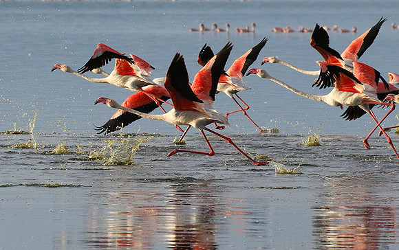 Flamingos - lake burunge