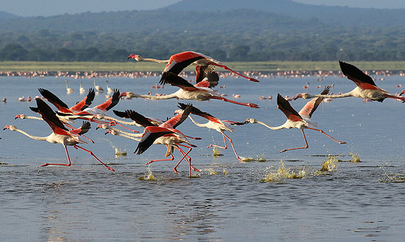 Flamingos - lake burunge