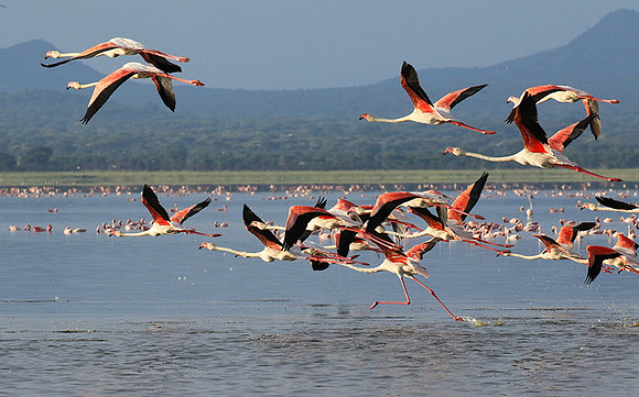 Flamingos - lake burunge