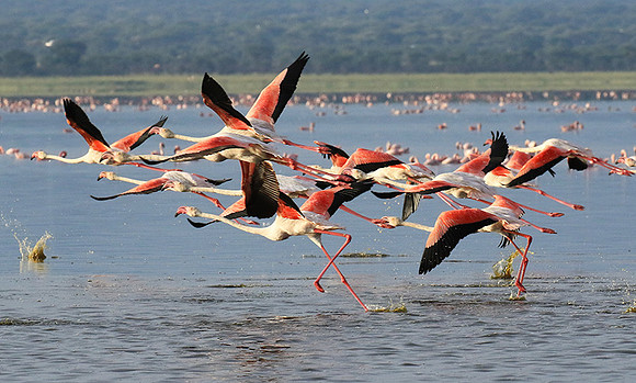 Flamingos - lake burunge