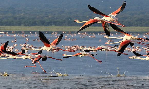 Flamingos - lake burunge