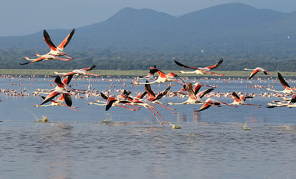 Flamingos - lake burunge
