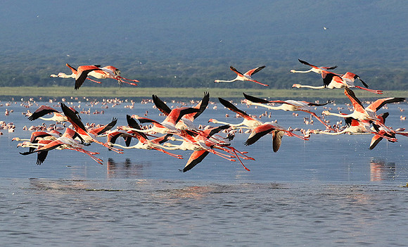 Flamingos - lake burunge