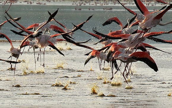 Flamingos - lake burunge