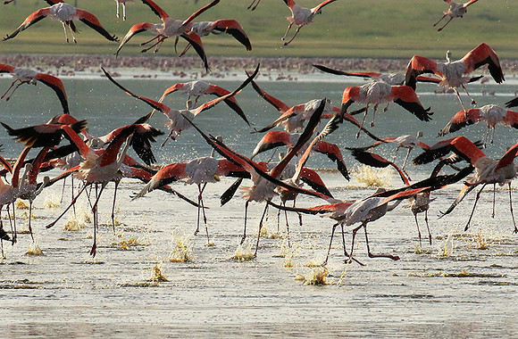 Flamingos - lake burunge