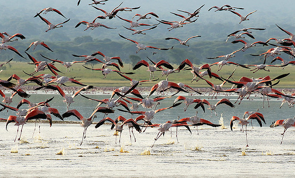 Flamingos - lake burunge