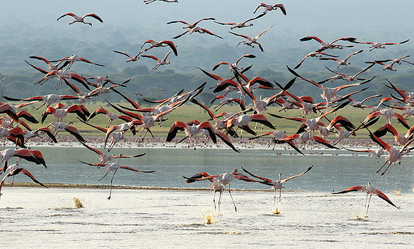 Flamingos - lake burunge