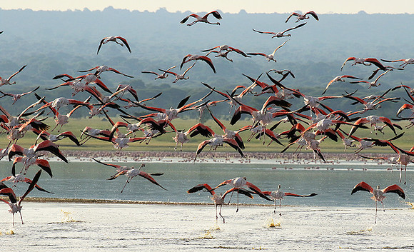 Flamingos - lake burunge