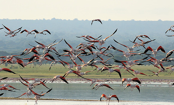 Flamingos - lake burunge