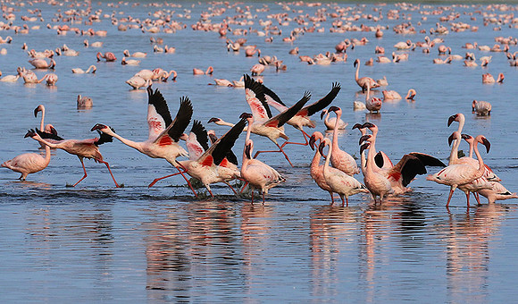 Flamingos - lake burunge