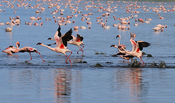 Flamingos - lake burunge