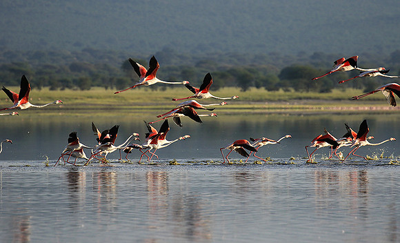 Flamingos - lake burunge