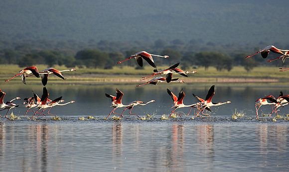 Flamingos - lake burunge