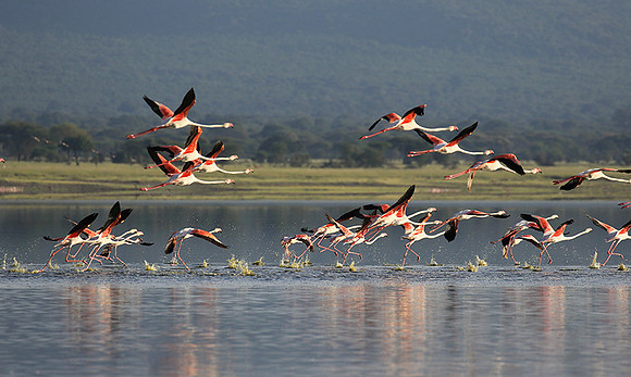 Flamingos - lake burunge
