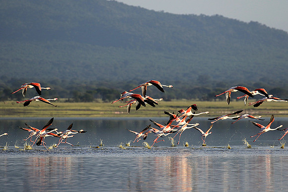 Flamingos - lake burunge