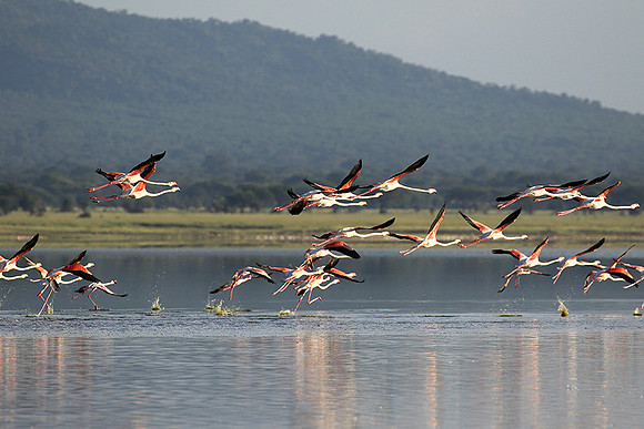 Flamingos - lake burunge