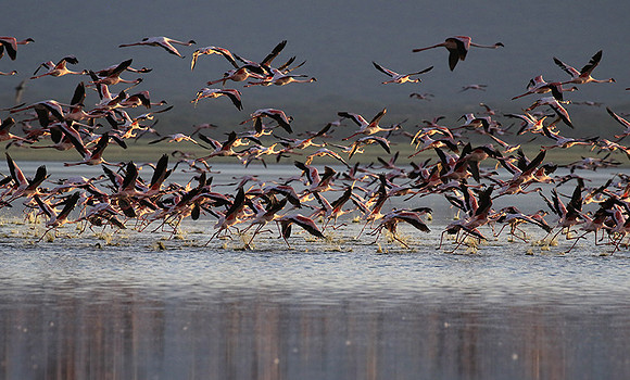 Flamingos - lake burunge