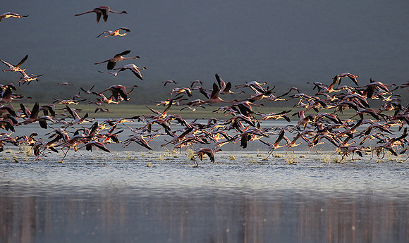 Flamingos - lake burunge