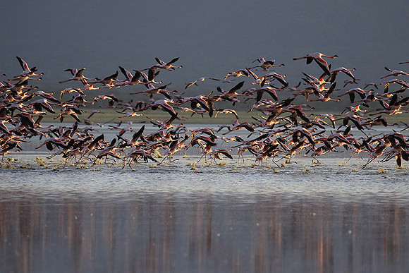 Flamingos - lake burunge
