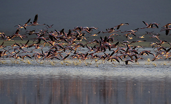 Flamingos - lake burunge