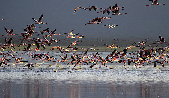 Flamingos - lake burunge