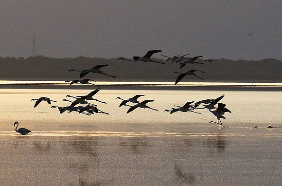 Flamingos - lake burunge