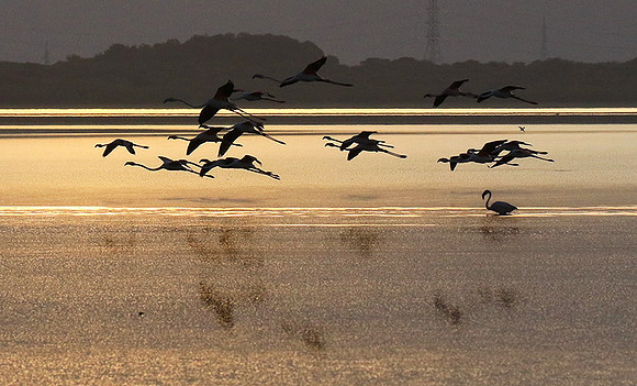 Flamingos - lake burunge
